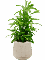 Dracaena Surculosa In Baq Raindrop D 19 H 82 cm - PlantenShop24 - 16-07-2025