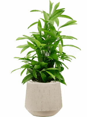 Dracaena Surculosa In Baq Raindrop D 19 H 82 cm - PlantenShop24 - 16-07-2025