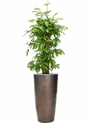 Dracaena Surculosa In Plain D 24 H 174 cm - PlantenShop24 - 17-07-2025