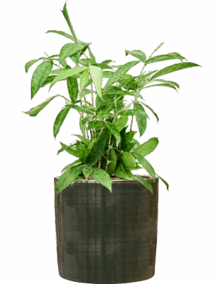Dracaena Surculosa In Plain Striped D 18 H 70 cm - PlantenShop24 - 14-07-2025