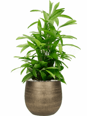 Dracaena Surculosa In Ryan D 19 H 82 cm - PlantenShop24 - 19-07-2025