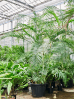 Dypsis Areca Lutescens D 60 H 350 cm - PlantenShop24 - 17-07-2025