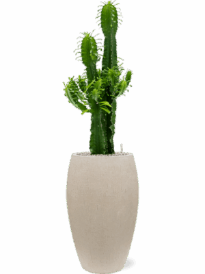 Euphorbia Erytrea In Baq Raindrop D 25 H 134 cm - PlantenShop24 - 16-07-2025