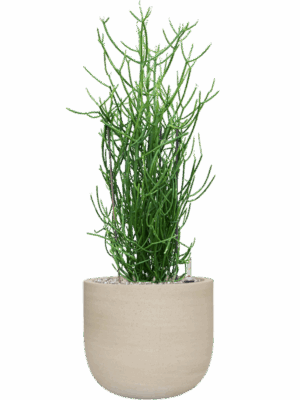 Euphorbia Tirucalli In Cement & Stone D 24 H 87 cm - PlantenShop24 - 28-07-2025