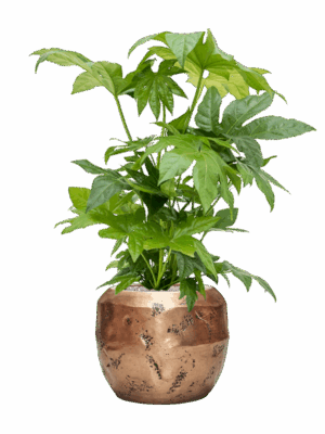 Fatsia Japonica In Baq Opus Raw D 21 H 92 cm - PlantenShop24 - 02-07-2025