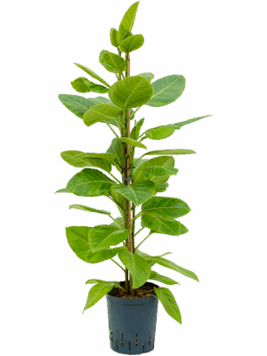 Ficus Altissima Yellow Gem D 18 H 110 cm - PlantenShop24 - 21-07-2025
