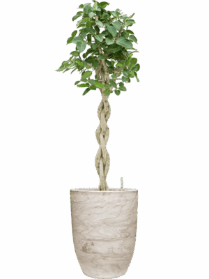 Ficus Benghalensis Audrey In Baq Algar D 30 H 177 cm - PlantenShop24 - 07-07-2025
