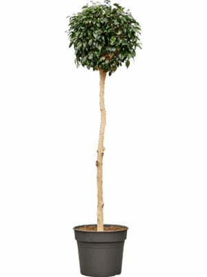 Ficus Benjamina Danielle D 38 H 170 cm - PlantenShop24 - 17-07-2025