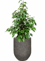 Ficus Benjamina Danielle In Baq Naturescast D 21 H 99 cm - PlantenShop24 - 23-07-2025