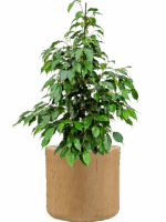 Ficus Benjamina Danielle In Baq Raindrop D 21 H 92 cm - PlantenShop24 - 23-07-2025