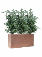 Ficus Benjamina Danielle In Baq Terrazzo D 15 H 78 cm - PlantenShop24 - 10-07-2025