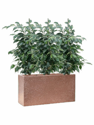 Ficus Benjamina Danielle In Baq Terrazzo D 15 H 78 cm - PlantenShop24 - 10-07-2025