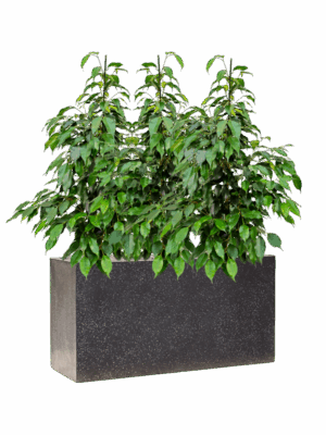 Ficus Benjamina Danielle In Baq Terrazzo D 21 H 99 cm - PlantenShop24 - 23-07-2025