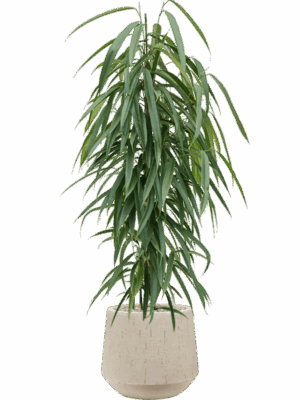 Ficus Binnendijkii Alii In Baq Raindrop D 21 H 108 cm - PlantenShop24 - 16-07-2025