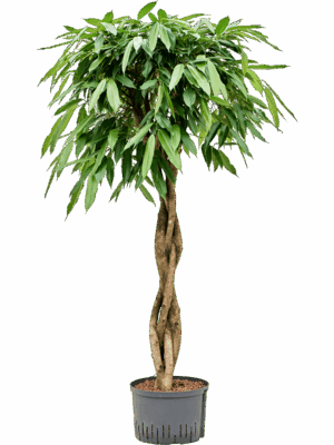 Ficus Binnendijkii Amstel King D 25 H 150 cm - PlantenShop24 - 15-07-2025