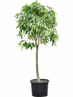 Ficus Binnendijkii Amstel King D 55 H 350 cm - PlantenShop24 - 30-06-2025