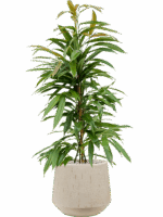 Ficus Binnendijkii Amstel King In Baq Raindrop D 21 H 97 cm - PlantenShop24 - 16-07-2025