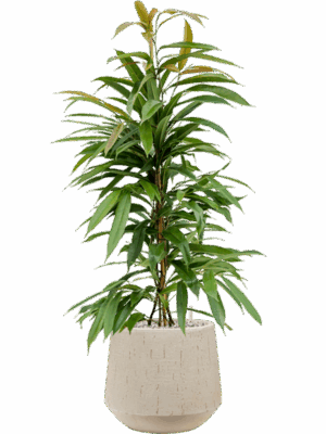 Ficus Binnendijkii Amstel King In Baq Raindrop D 21 H 97 cm - PlantenShop24 - 16-07-2025