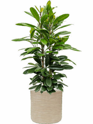 Ficus Cyathistipula In Baq Dune D 30 H 132 cm - PlantenShop24 - 16-07-2025
