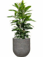 Ficus Cyathistipula In Baq Naturescast D 30 H 144 cm - PlantenShop24 - 15-07-2025