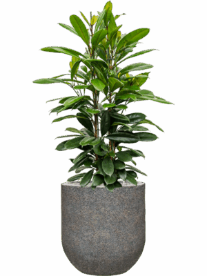 Ficus Cyathistipula In Baq Naturescast D 30 H 144 cm - PlantenShop24 - 15-07-2025