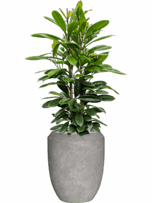 Ficus Cyathistipula In Baq Polystone Coated Plain D 30 H 148 cm - PlantenShop24 - 15-07-2025