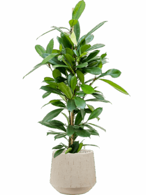 Ficus Cyathistipula In Baq Raindrop D 21 H 111 cm - PlantenShop24 - 16-07-2025