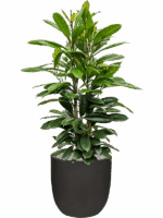 Ficus Cyathistipula In Capi Urban Smooth NL D 30 H 133 cm - PlantenShop24 - 04-07-2025