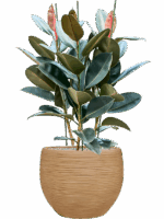 Ficus Elastica Abidjan In Baq Dune D 30 H 112 cm - PlantenShop24 - 21-07-2025