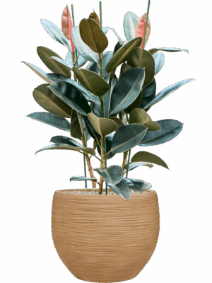 Ficus Elastica Abidjan In Baq Dune D 30 H 112 cm - PlantenShop24 - 21-07-2025