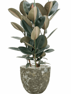Ficus Elastica Abidjan In Baq Lava D 30 H 110 cm - PlantenShop24 - 09-07-2025