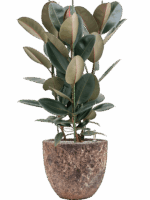 Ficus Elastica Abidjan In Baq Lava D 30 H 111 cm - PlantenShop24 - 09-07-2025