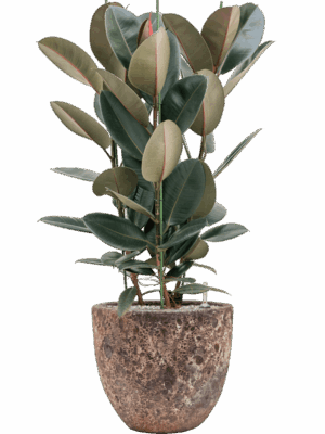 Ficus Elastica Abidjan In Baq Lava D 30 H 111 cm - PlantenShop24 - 09-07-2025