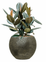 Ficus Elastica Abidjan In Baq Opus Hit D 22 H 75 cm - PlantenShop24 - 15-07-2025