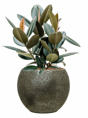 Ficus Elastica Abidjan In Baq Opus Hit D 22 H 75 cm - PlantenShop24 - 15-07-2025