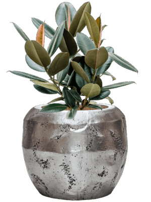 Ficus Elastica Abidjan In Baq Opus Raw D 22 H 83 cm - PlantenShop24 - 15-07-2025