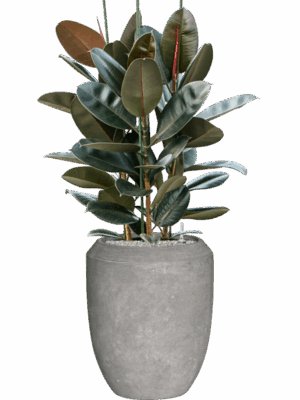 Ficus Elastica Abidjan In Baq Polystone Coated Plain D 30 H 131 cm - PlantenShop24 - 15-07-2025