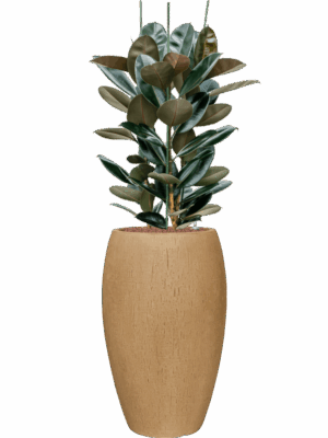 Ficus Elastica Abidjan In Baq Raindrop D 25 H 124 cm - PlantenShop24 - 07-07-2025