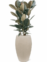 Ficus Elastica Abidjan In Baq Raindrop D 30 H 137 cm - PlantenShop24 - 16-07-2025