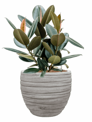 Ficus Elastica Abidjan In Baq Tornado D 22 H 75 cm - PlantenShop24 - 15-07-2025