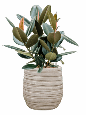 Ficus Elastica Abidjan In Baq Tornado D 22 H 75 cm - PlantenShop24 - 15-07-2025