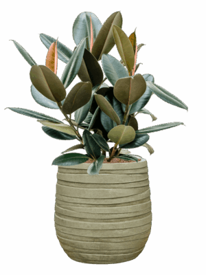 Ficus Elastica Abidjan In Baq Tornado D 22 H 75 cm - PlantenShop24 - 15-07-2025