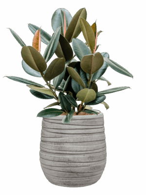 Ficus Elastica Abidjan In Baq Tornado D 22 H 75 cm - PlantenShop24 - 15-07-2025
