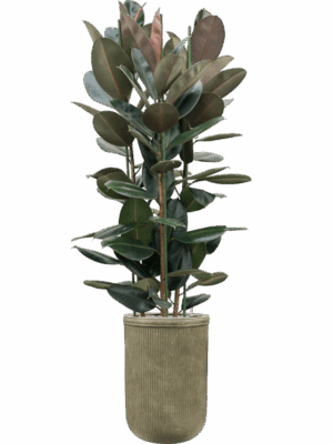 Ficus Elastica Abidjan In Baq Vertical Rib D 30 H 223 cm - PlantenShop24 - 01-07-2025