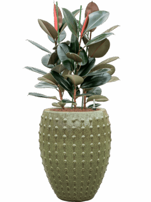 Ficus Elastica Abidjan In Laos D 25 H 117 cm - PlantenShop24 - 16-07-2025