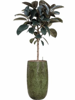 Ficus Elastica Abidjan In Marly D 25 H 168 cm - PlantenShop24 - 03-07-2025