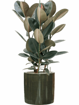 Ficus Elastica Abidjan In Plain Striped D 30 H 113 cm - PlantenShop24 - 09-07-2025