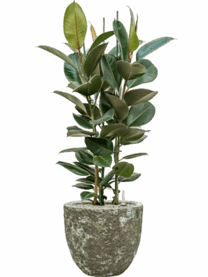 Ficus Elastica Robusta In Baq Lava D 30 H 122 cm - PlantenShop24 - 09-07-2025