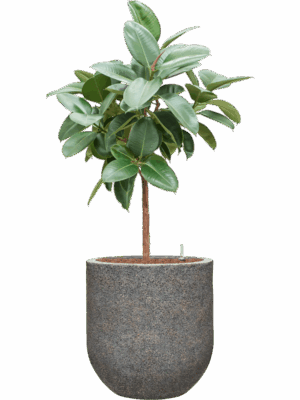 Ficus Elastica Robusta In Baq Naturescast D 25 H 139 cm - PlantenShop24 - 15-07-2025