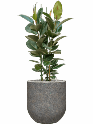 Ficus Elastica Robusta In Baq Naturescast D 30 H 139 cm - PlantenShop24 - 15-07-2025